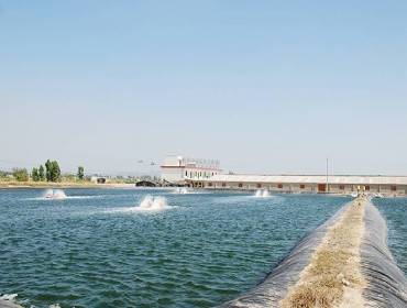 高溫期養(yǎng)殖池塘為什么缺氧嚴重？